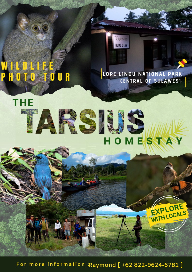 TARSIUS HOME_STAY