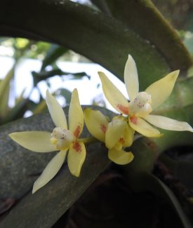 Brachypeza indusiata