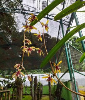 Cymbidium finlaysonianum