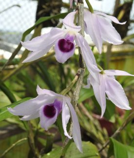 Dendrobium anosmum