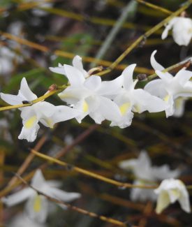 Dendrobium crumenatum