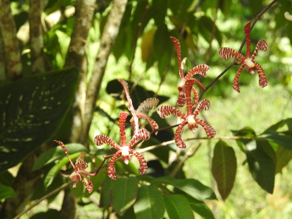 Flora