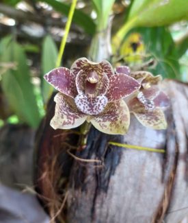 Grammatophyllum stapeliiflorum
