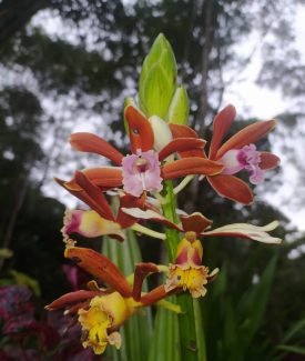 Phaius tankervilleae