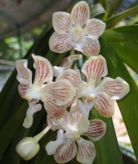 Vanda jennae