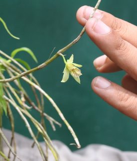 dendrobium sp