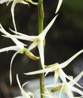 eria javanica