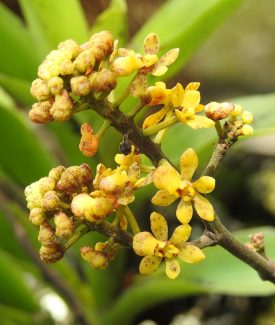 pamatocalpa diffusum